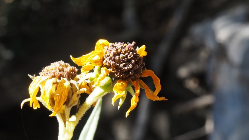 California Sunflower photo 4