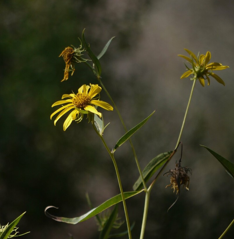 California Sunflower photo 5
