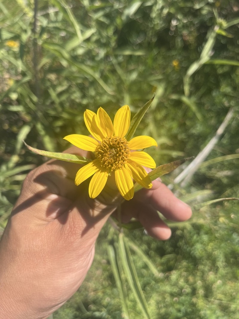 California Sunflower photo 6