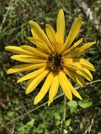 Lakeside Sunflower