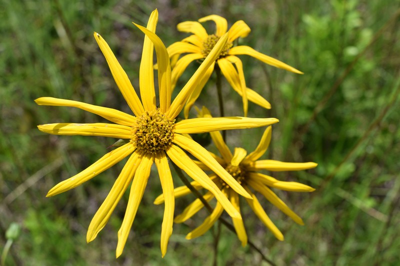 Lakeside Sunflower photo 2