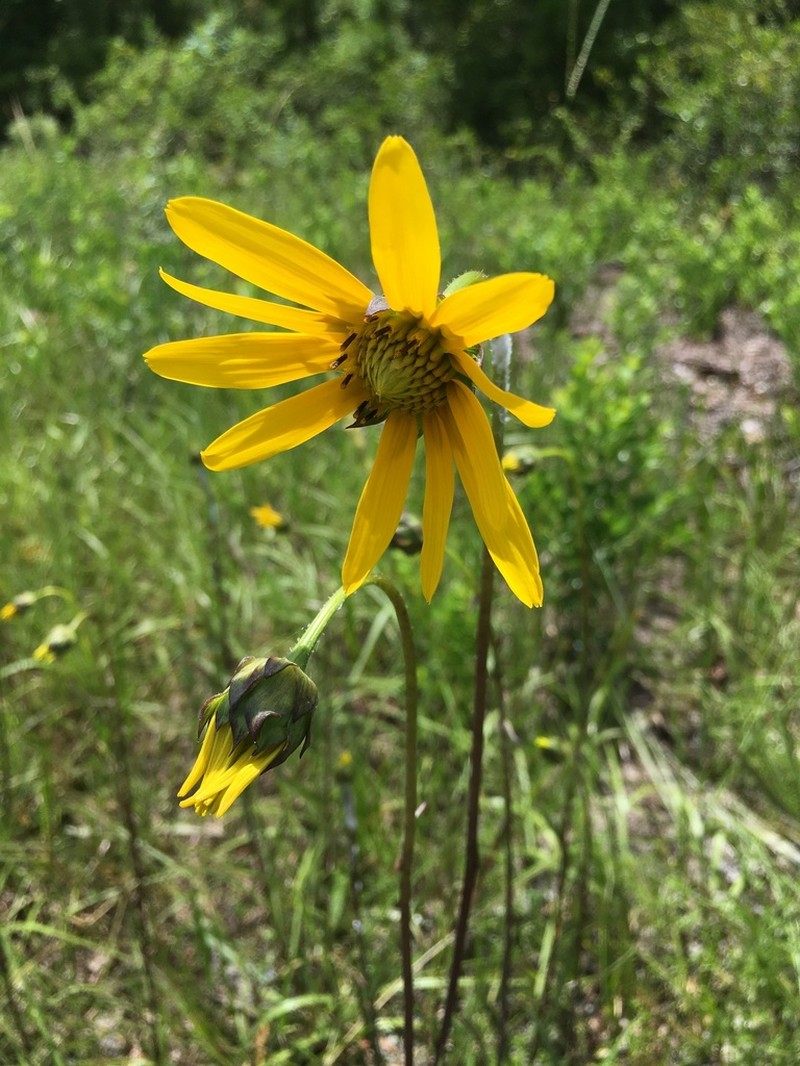 Lakeside Sunflower photo 3