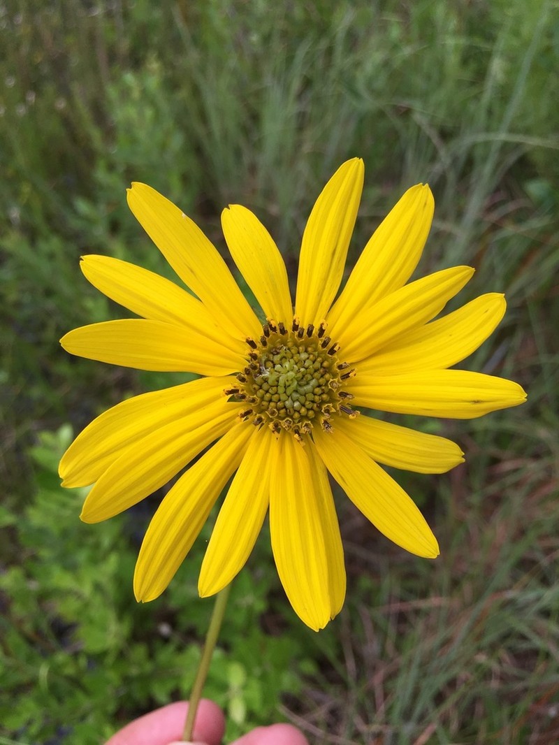 Lakeside Sunflower photo 4