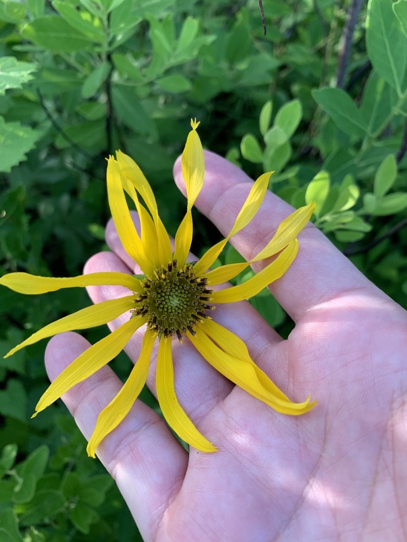 Lakeside Sunflower photo 5