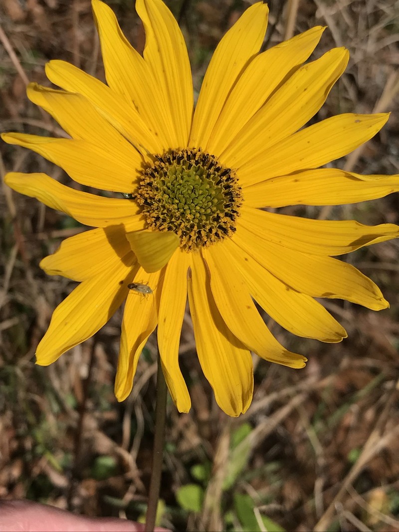 Lakeside Sunflower photo 6