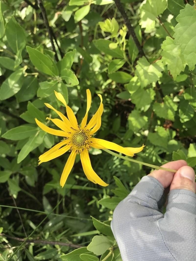 Lakeside Sunflower photo 7