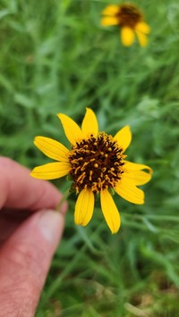 Texas Blueweed