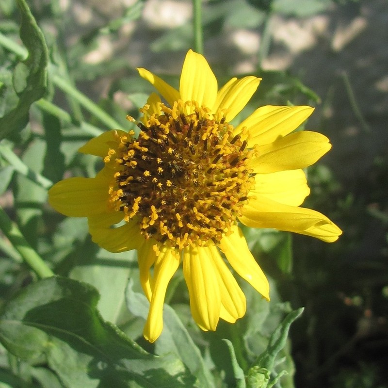 Texas Blueweed photo 2