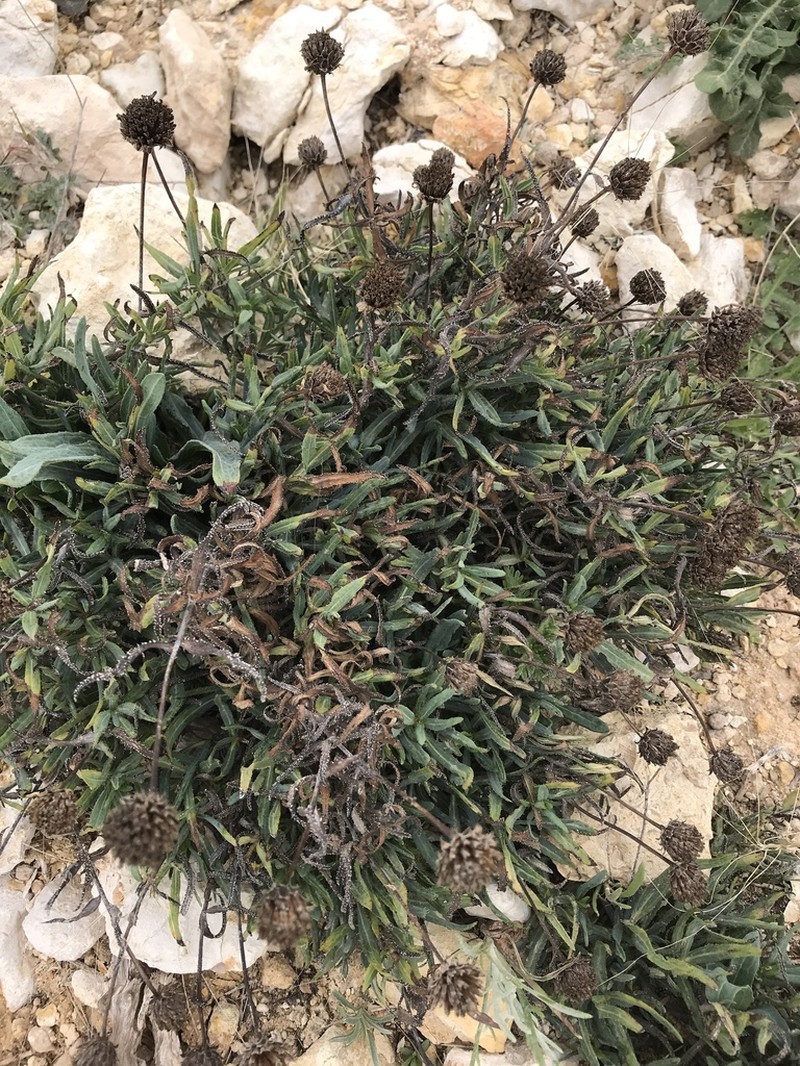 Texas Blueweed photo 3