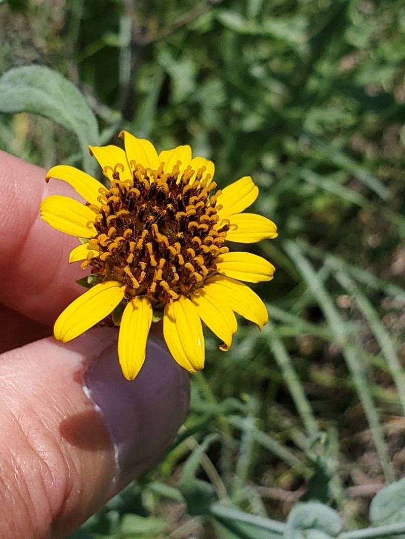 Texas Blueweed photo 4
