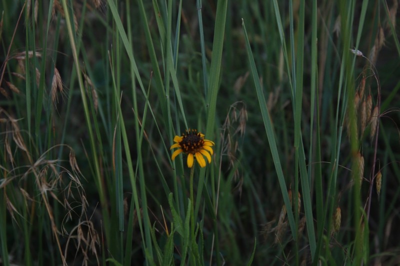 Texas Blueweed photo 5