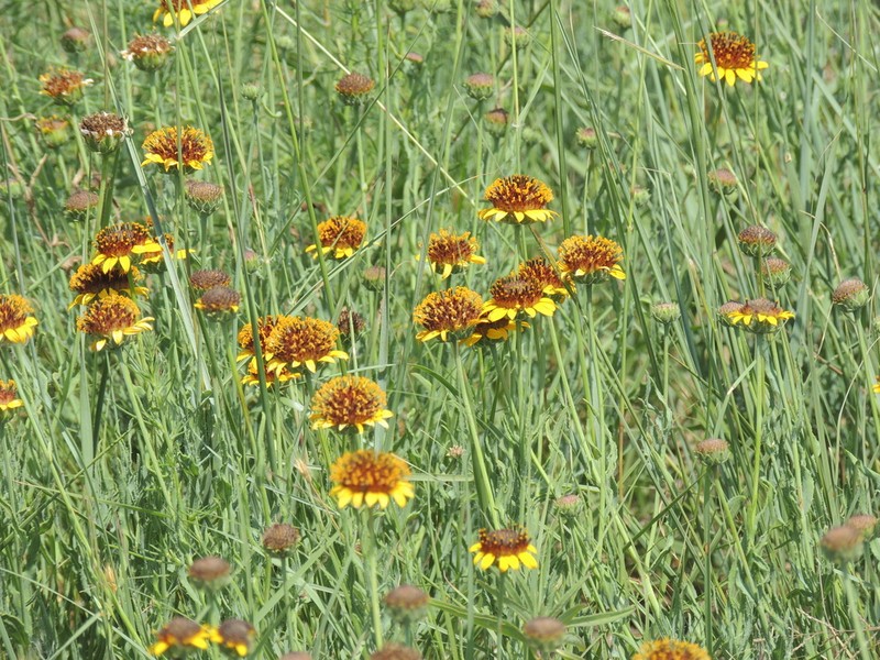 Texas Blueweed photo 6