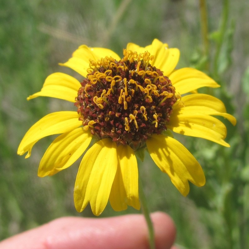 Texas Blueweed photo 7