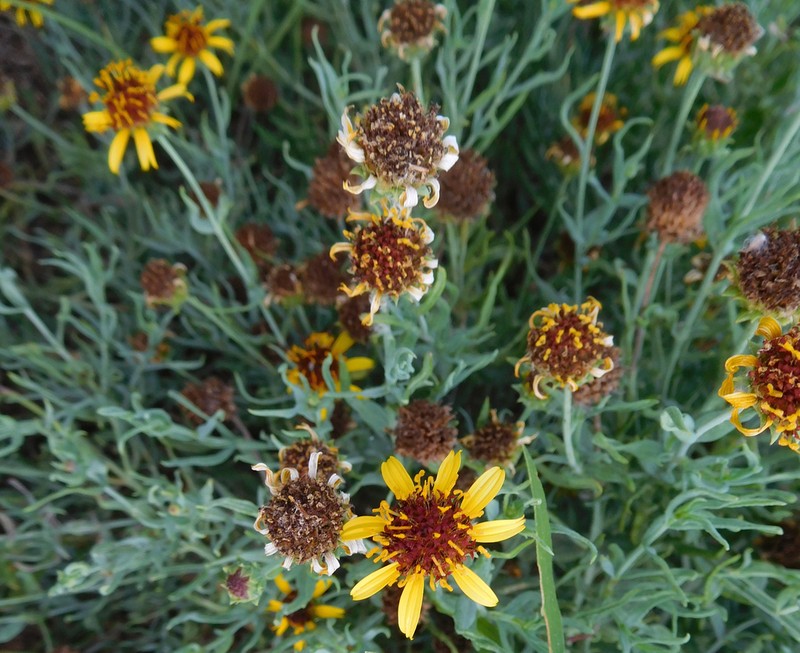 Texas Blueweed photo 8