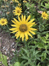 Cusick's Sunflower
