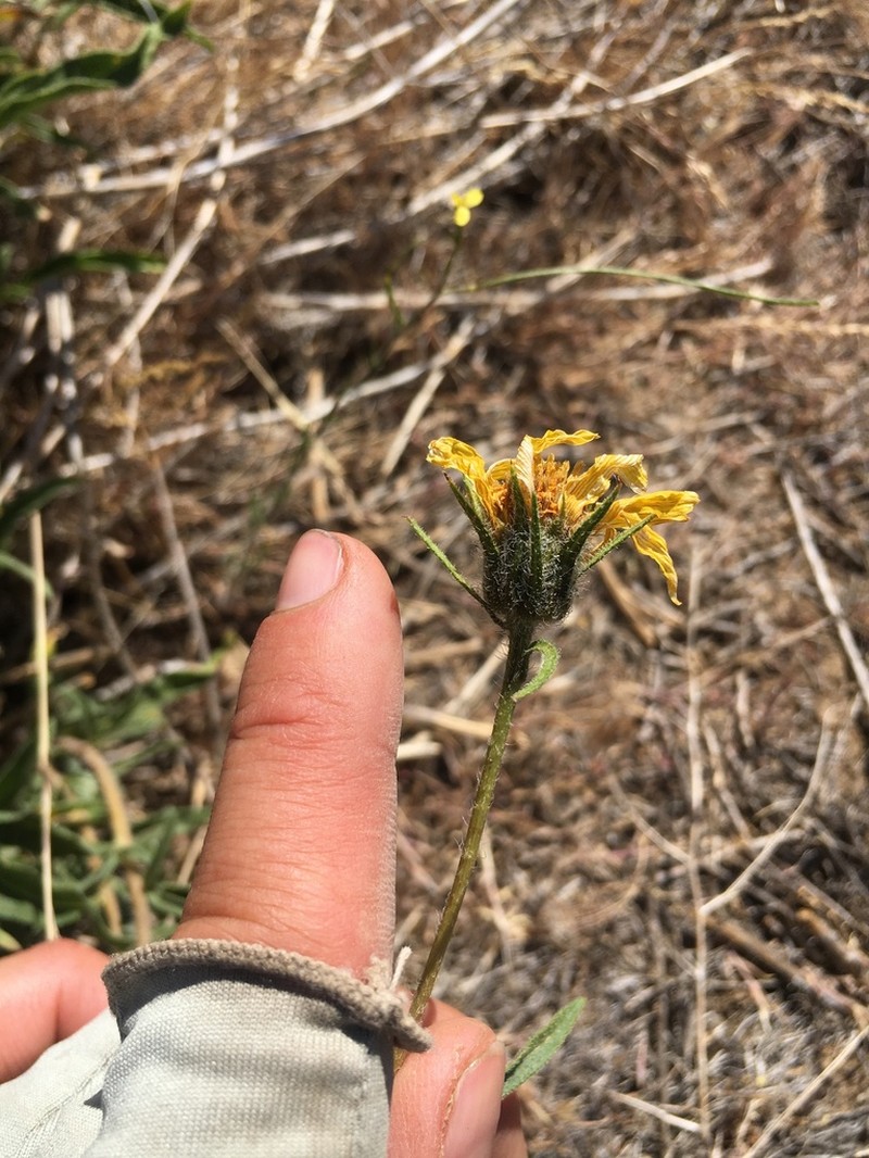 Cusick's Sunflower photo 2