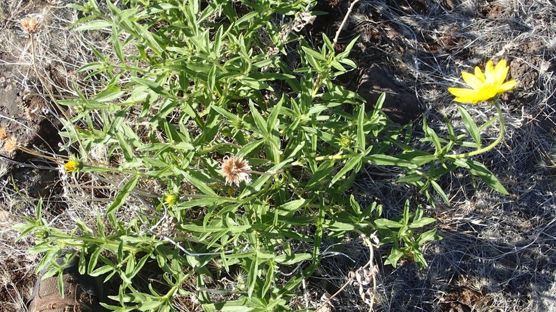 Cusick's Sunflower photo 3
