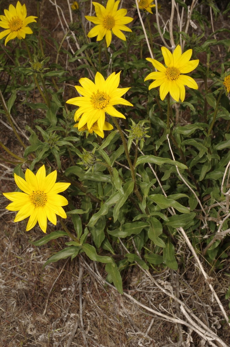Cusick's Sunflower photo 4