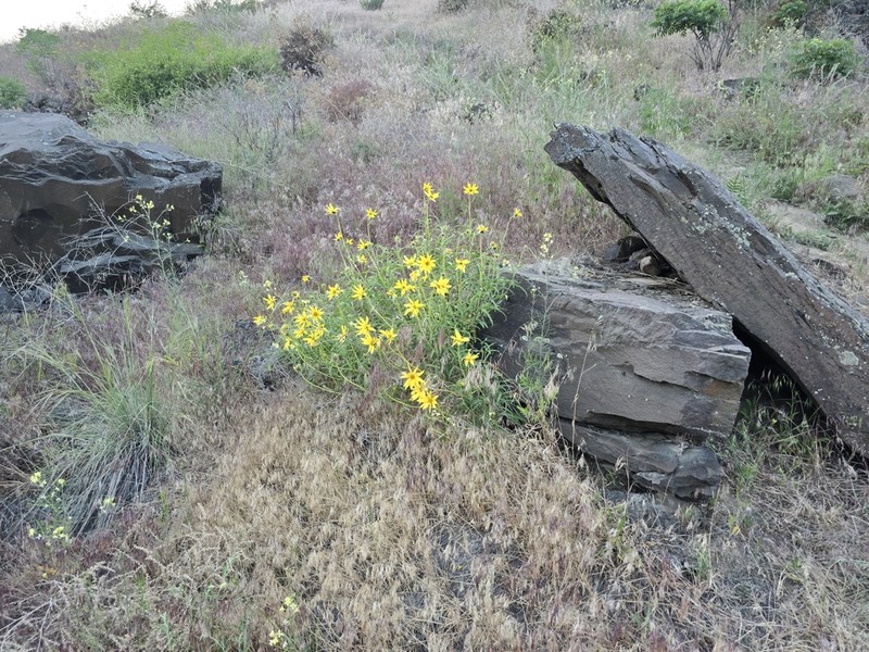 Cusick's Sunflower photo 5