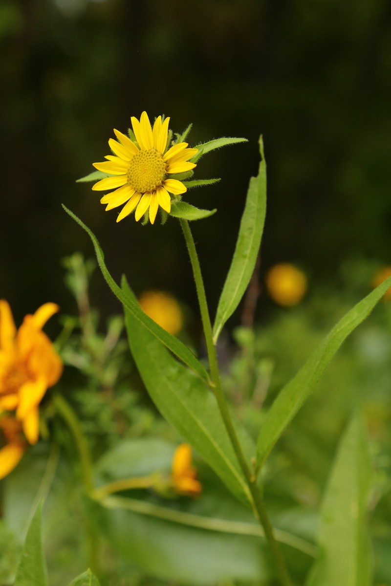 Cusick's Sunflower photo 6