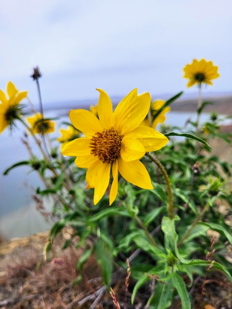 Cusick's Sunflower photo 7