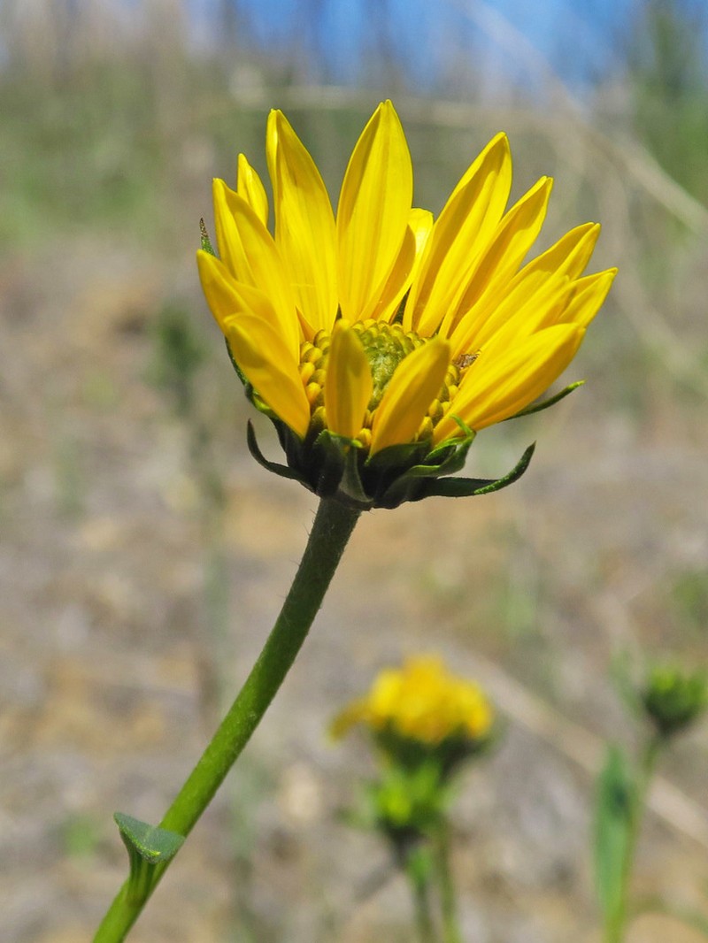 Cusick's Sunflower photo 8