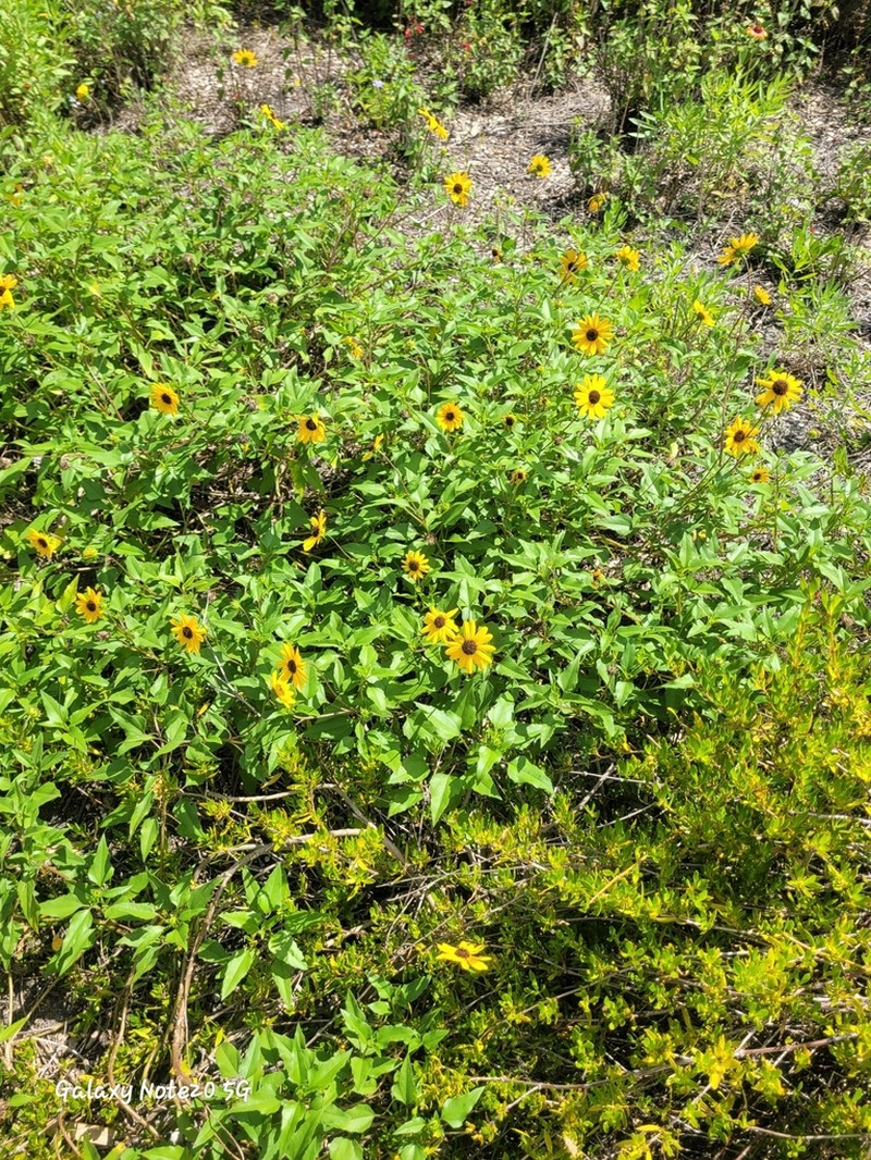 Cucumberleaf Sunflower photo 2