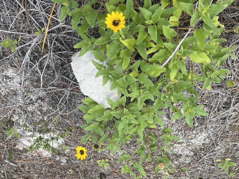 Cucumberleaf Sunflower photo 3