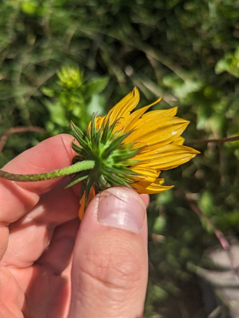 Cucumberleaf Sunflower photo 4