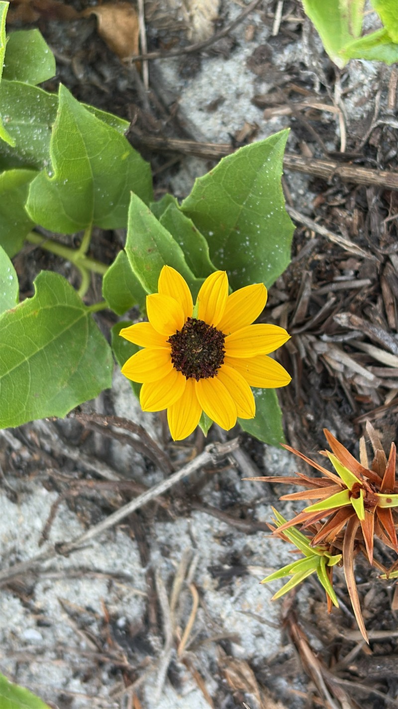 Cucumberleaf Sunflower photo 5