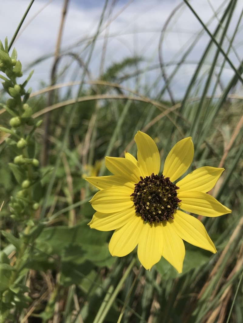 Cucumberleaf Sunflower photo 6