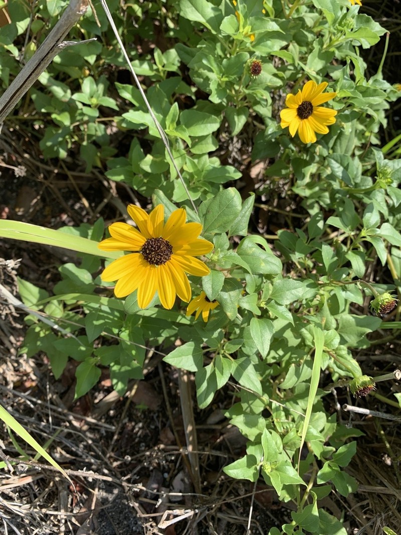 Cucumberleaf Sunflower photo 7