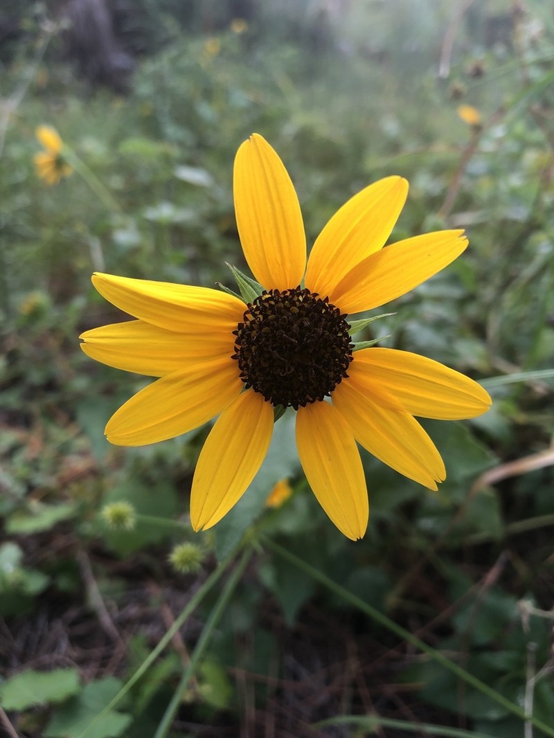 Cucumberleaf Sunflower photo 8