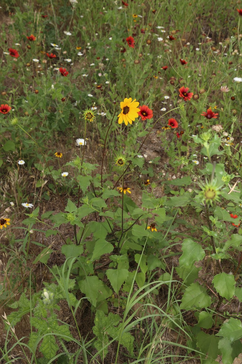 Helianthus debilis subsp. cucumerifolius
