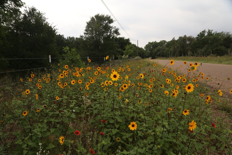Helianthus debilis subsp. cucumerifolius photo 2