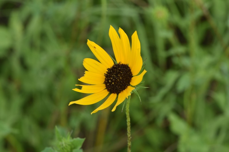 Helianthus debilis subsp. cucumerifolius photo 3
