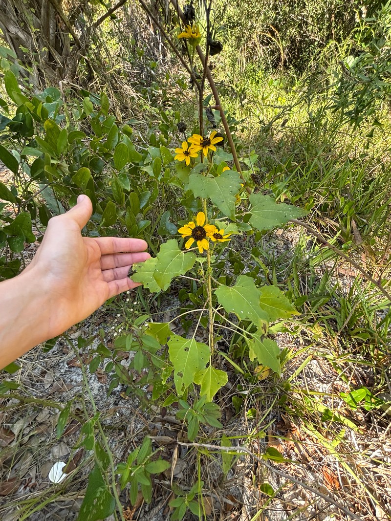 Helianthus debilis subsp. cucumerifolius photo 4