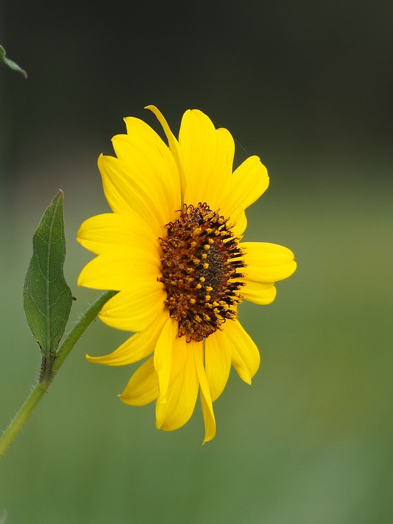 Helianthus debilis subsp. cucumerifolius photo 5