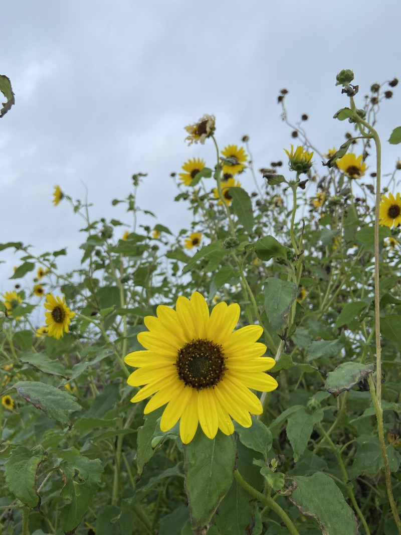Helianthus debilis subsp. cucumerifolius photo 6