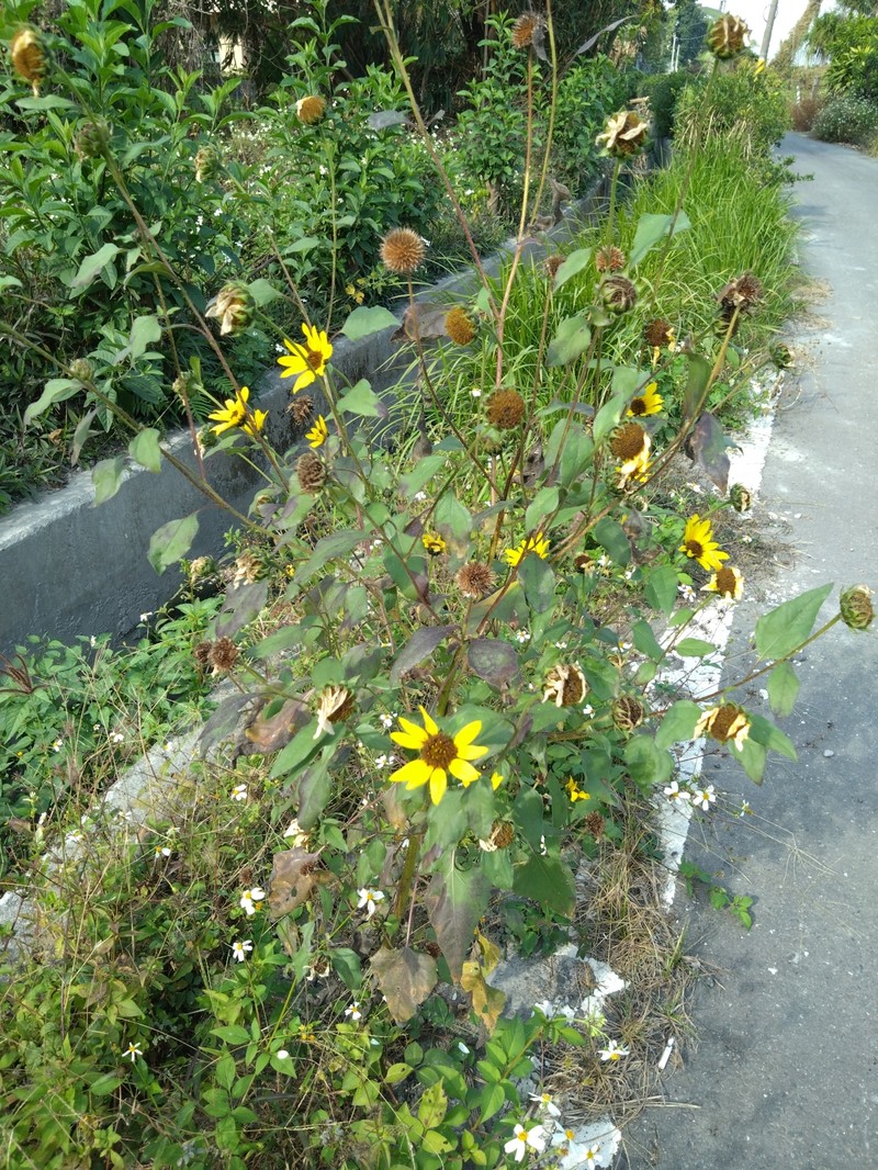 Helianthus debilis subsp. cucumerifolius photo 7