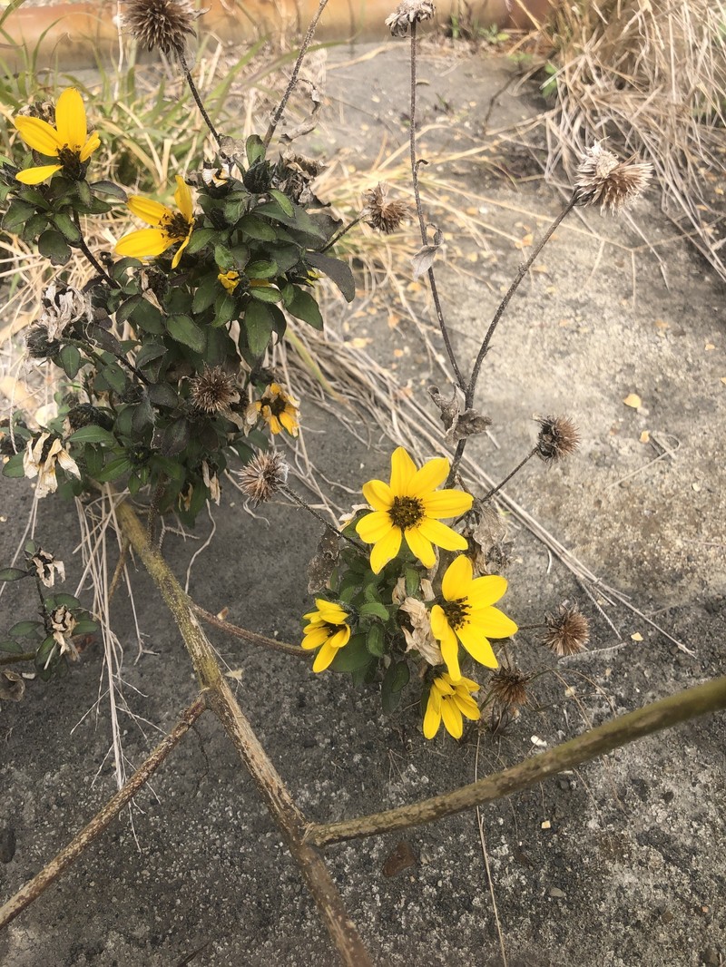 Helianthus debilis subsp. cucumerifolius photo 8