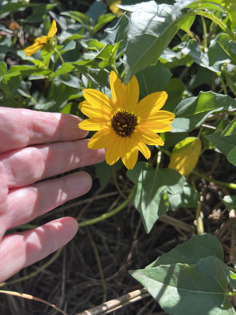 Helianthus debilis subsp. debilis