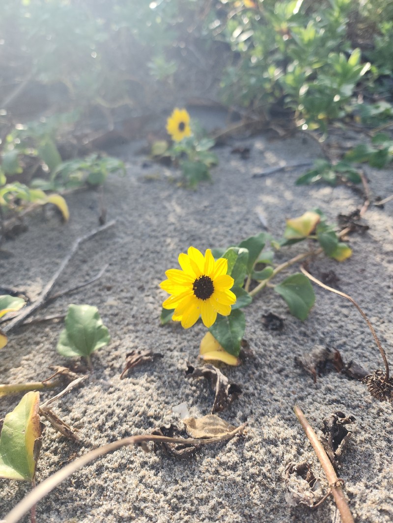 Helianthus debilis subsp. debilis photo 2