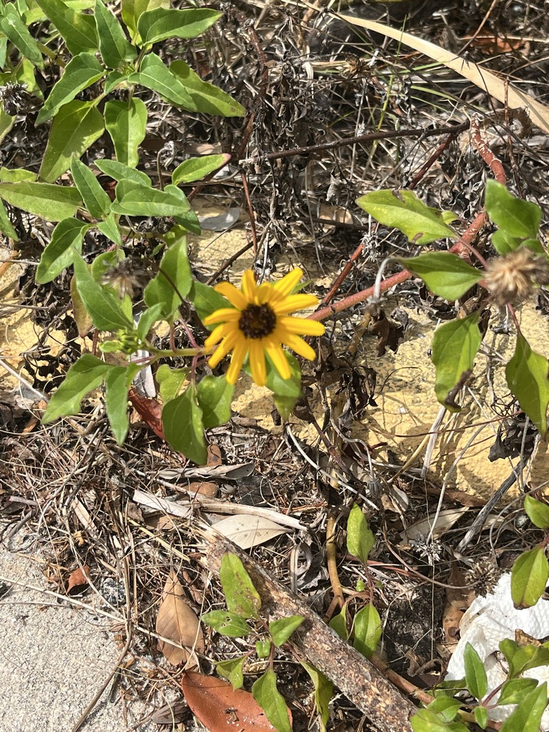 Helianthus debilis subsp. debilis photo 3