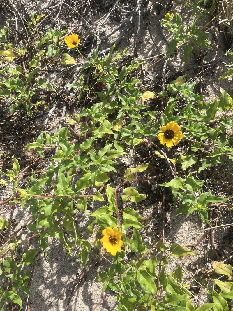 Helianthus debilis subsp. debilis photo 4
