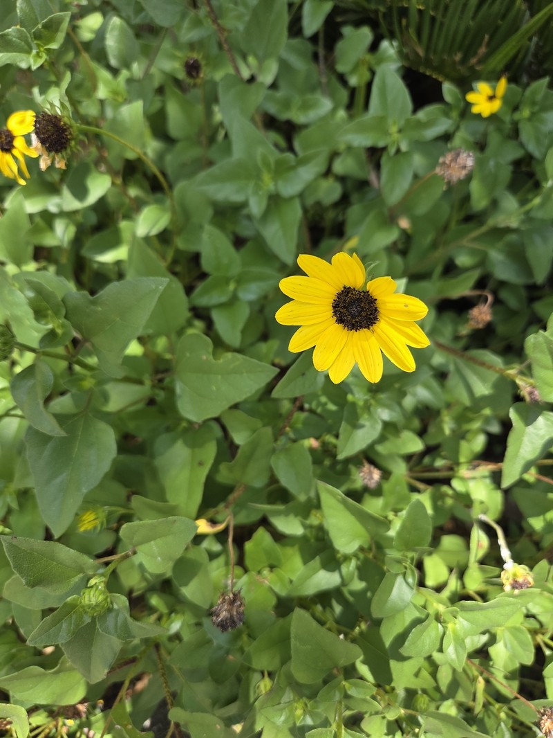 Helianthus debilis subsp. debilis photo 5