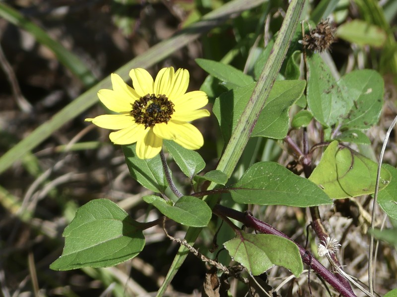 Helianthus debilis subsp. debilis photo 6