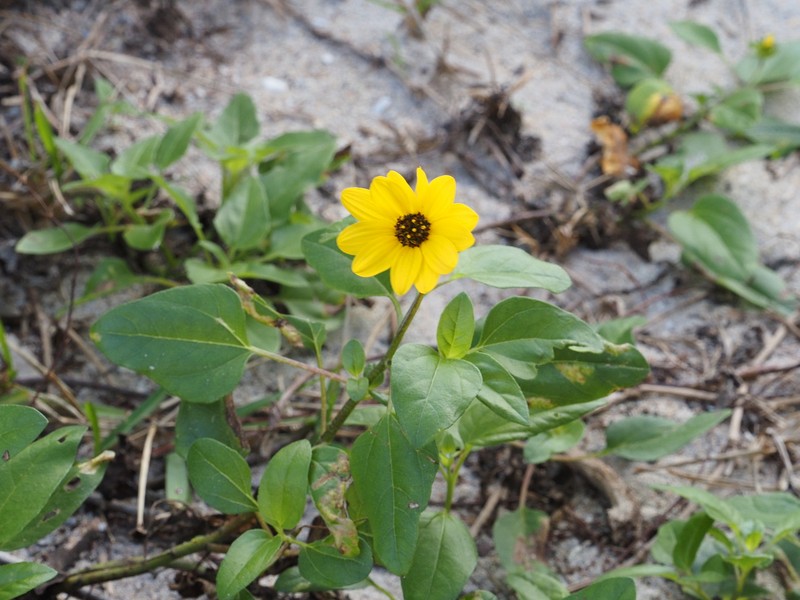 Helianthus debilis subsp. debilis photo 7