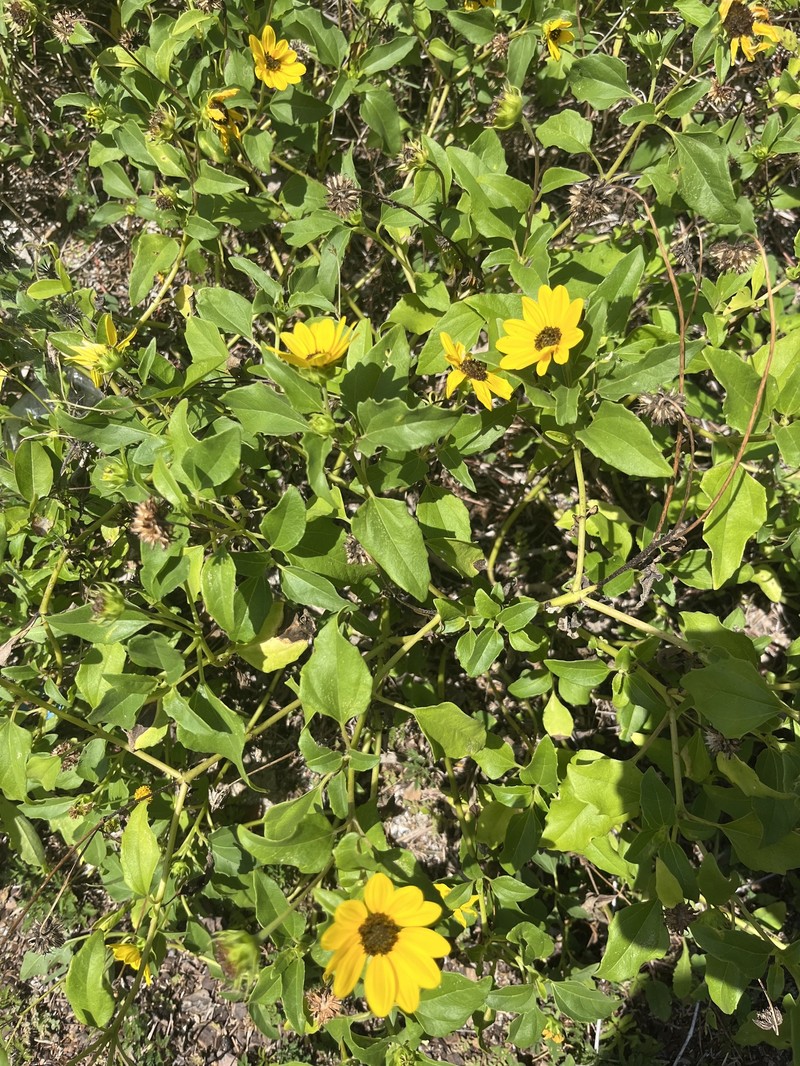 Helianthus debilis subsp. debilis photo 8