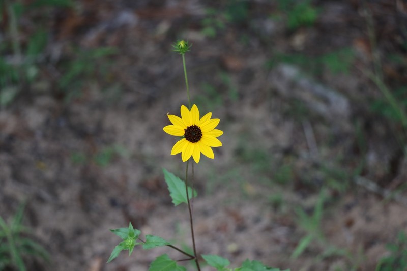 Helianthus debilis subsp. silvestris